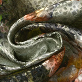 Brocade Diamond Motif Timanti Old Green