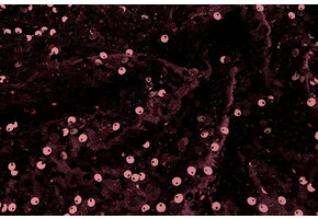 Sequins on Velvet Bordeaux