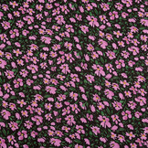 Chiffon Bedruckt Megan