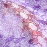 Brocade Circle Multi