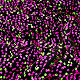 Sequins on Velvet Black - Fluor