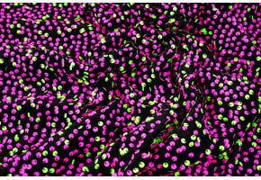 Sequins on Velvet Black - Fluor