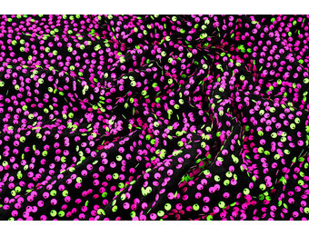 Sequins on Velvet Black - Fluor