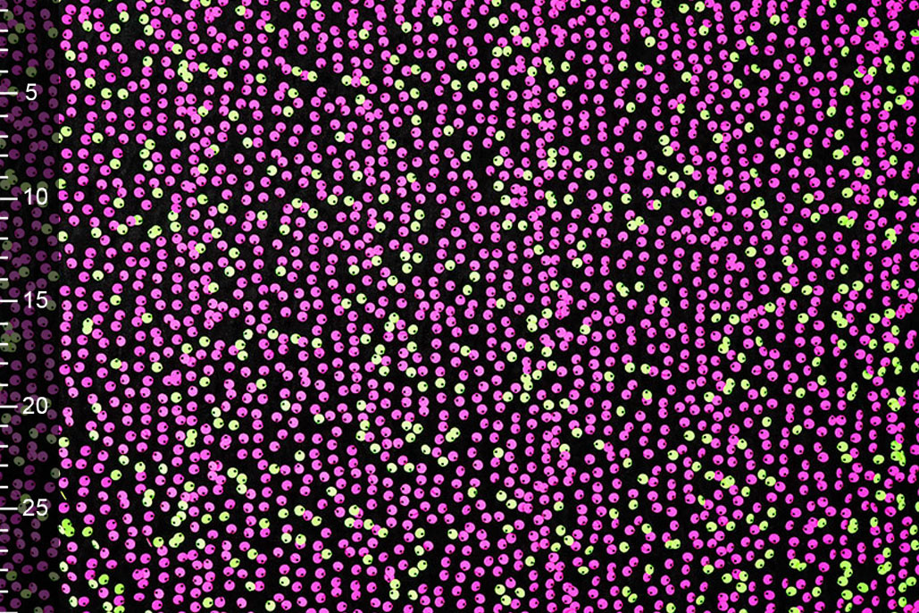 Pailletten auf Samt Schwarz - Fluor