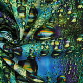 Bi-Stretch Printed Drops
