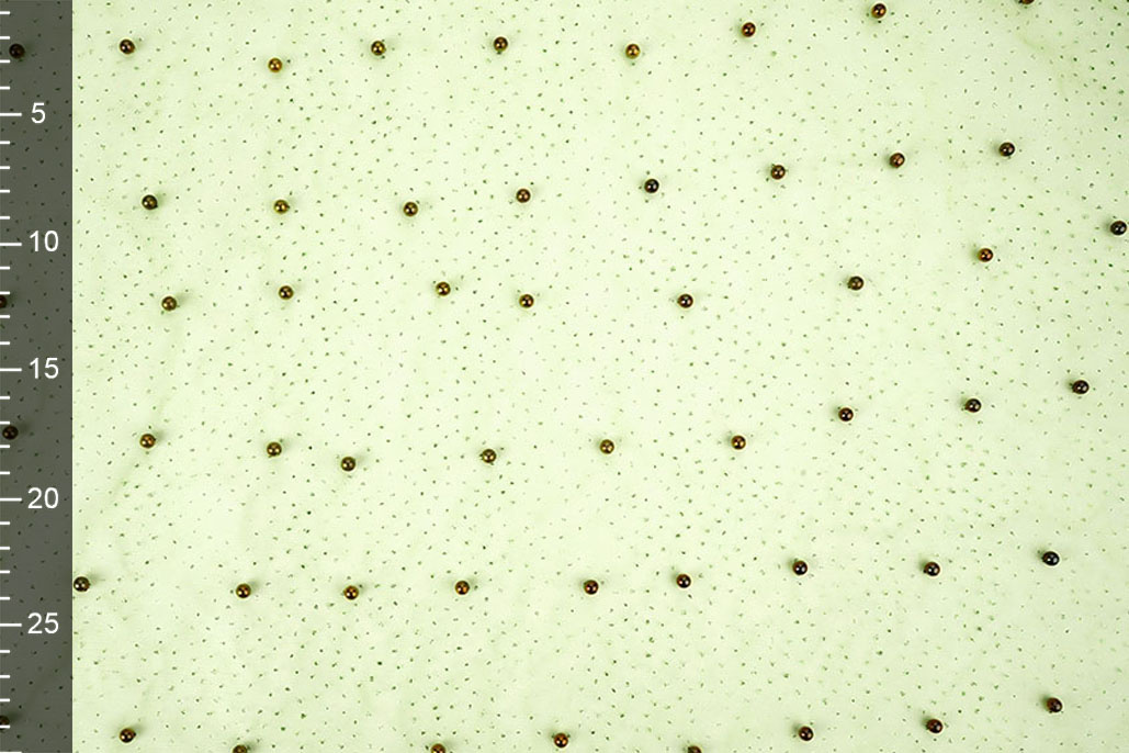 Fine Glitter Tulle with Pearls Lime Green