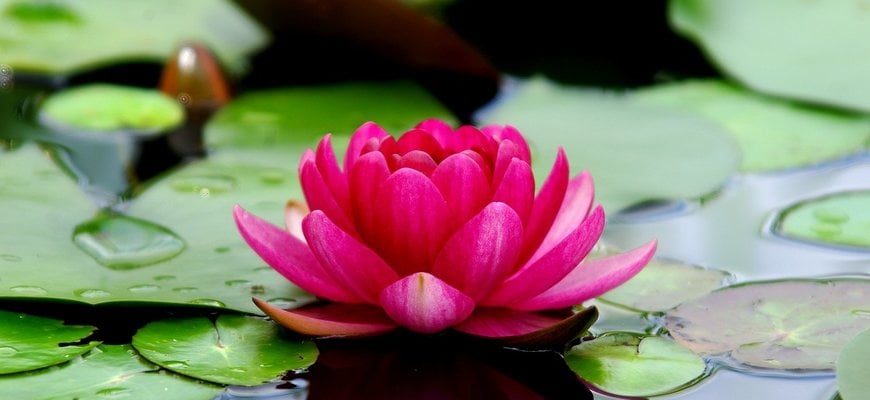 Informatie Over De Lotus Als Symbool Spirituele Winkel