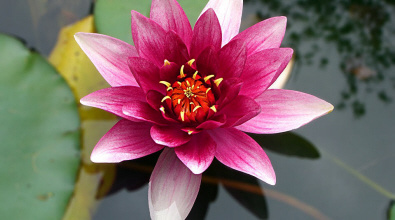 Lotus flower