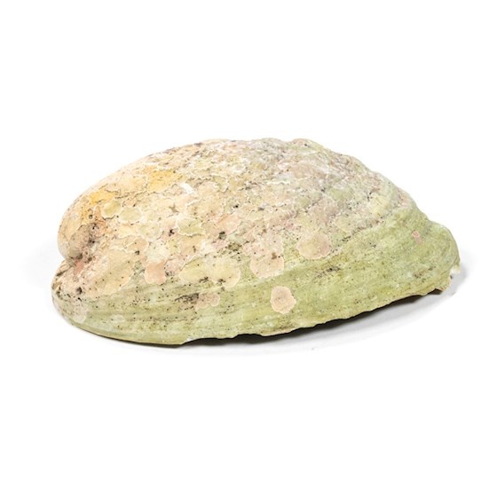 https://cdn.webshopapp.com/shops/259273/files/335169594/file.jpg