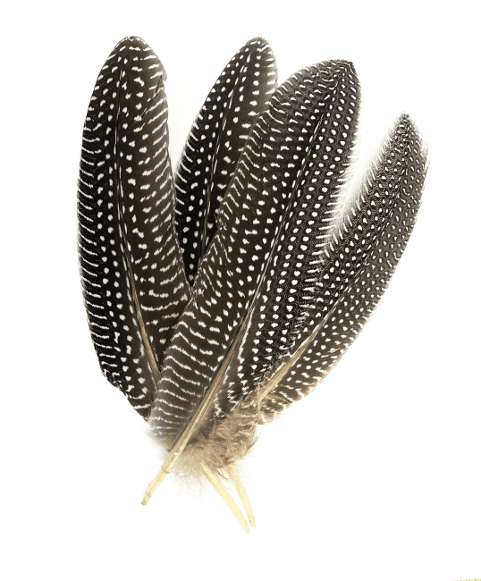 https://cdn.webshopapp.com/shops/259273/files/480164849/file.jpg