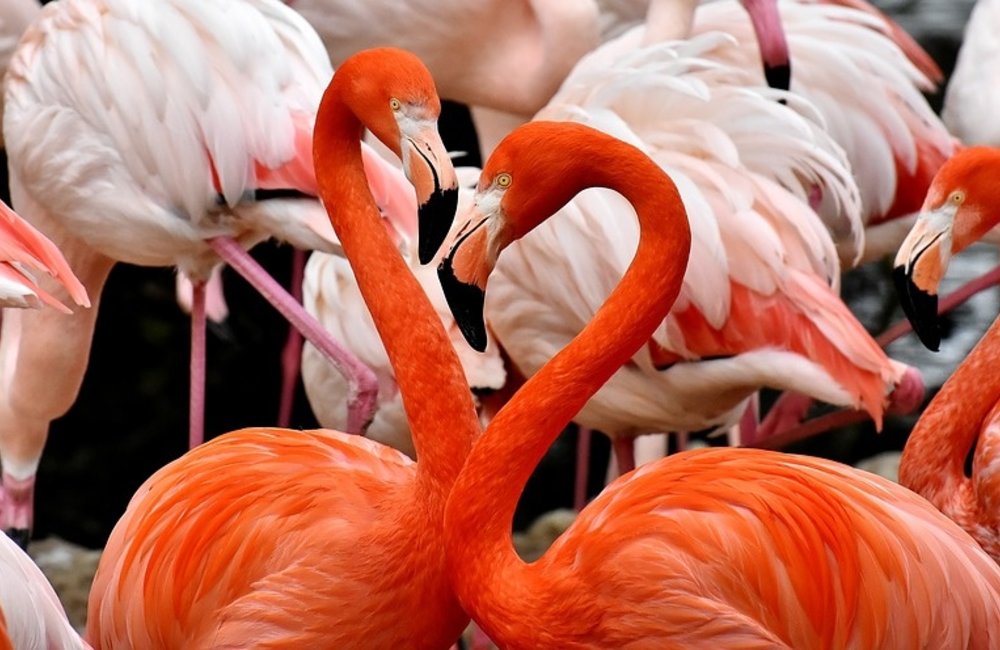 Waan je in tropische sferen met flamingo decoratie