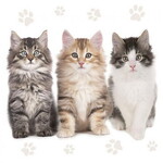 Servetten Poesjes 20 stuks