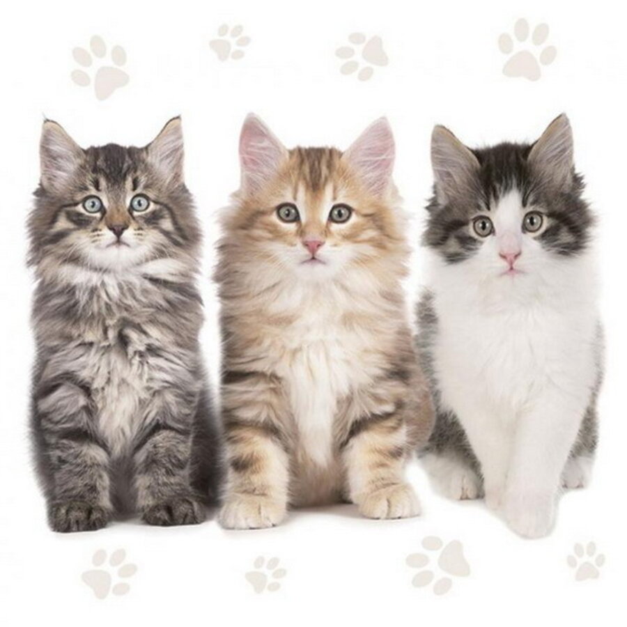 Servetten Poesjes 20 stuks