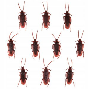 Kakkerlak 10 stuks