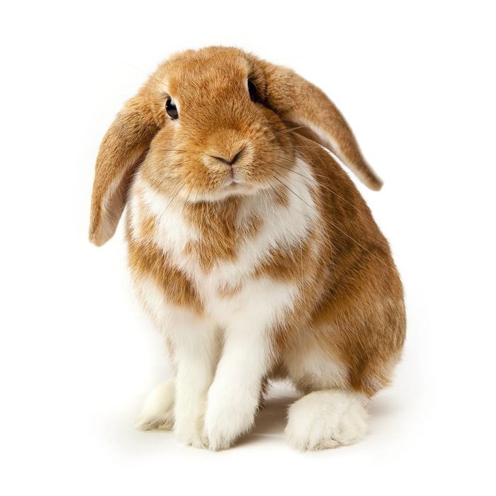 Lapin nain hollandais lop GN-Code:0106 14 10