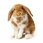 Lapin nain hollandais lop GN-Code:0106 14 10