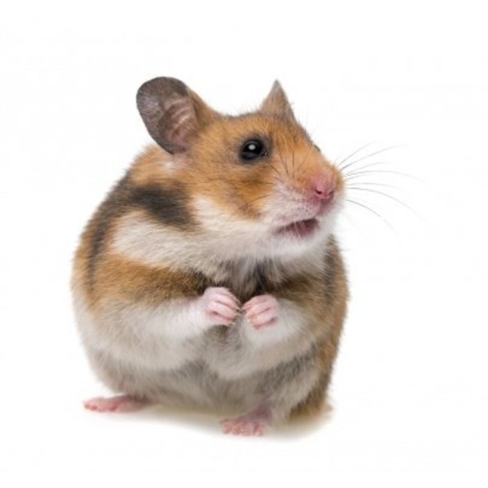 Hamster Dore (Syrian Hamster) GN-Code:0106 19 00