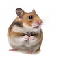 Goudhamster (Syrische Hamster)