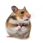 Hamster Dore (Syrian Hamster) GN-Code:0106 19 00