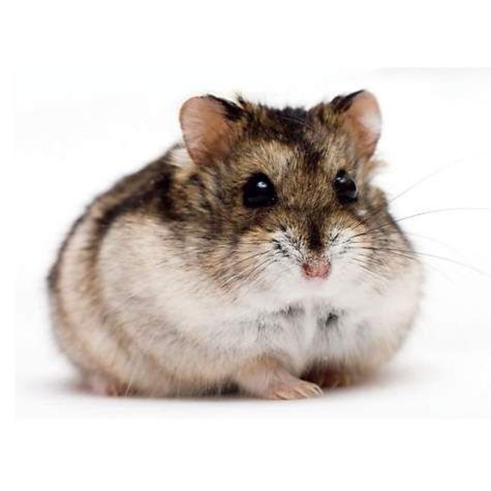Hamster Nain Russe N-Code:0106 19 00