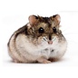 Hamster Nain Russe GN-Code:0106 19 00