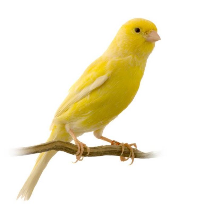 Canari Jaune femelle