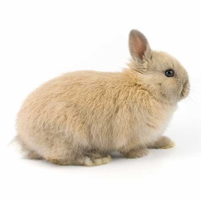 Lapin Nain GN-Code:0106 14 10