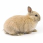 Lapin Nain GN-Code:0106 14 10