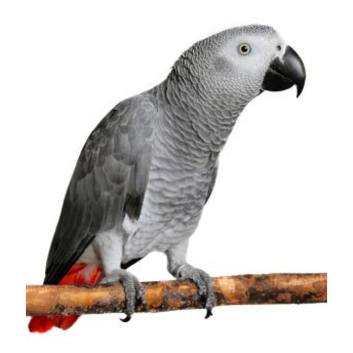 Gris du Gabon GN Code: 0106 32 00