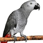 Gris Du Gabon GN Code: 0106 32 00
