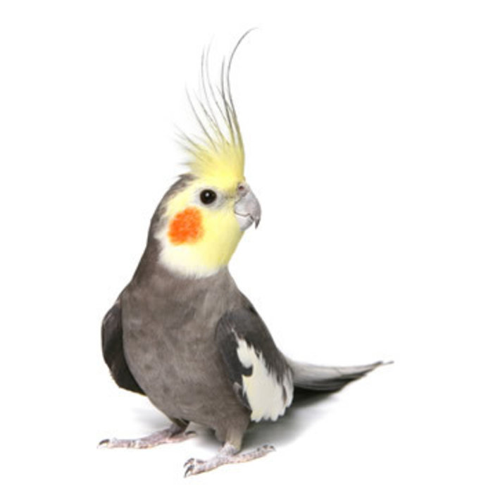 calopsitte gris GN-Code 0106 32 00