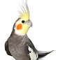 calopsitte gris GN-Code 0106 32 00