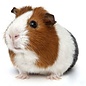 Cavia Gladhaar GN-Code:0106 19 00