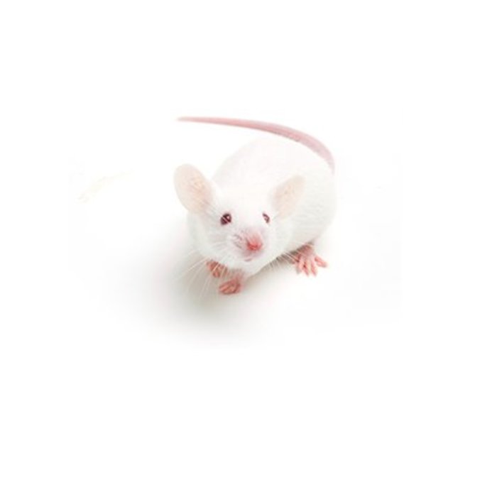 Souris blanche GN-Code:0106 19 00