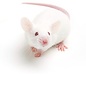 Souris  blanche GN-Code:0106 19 00