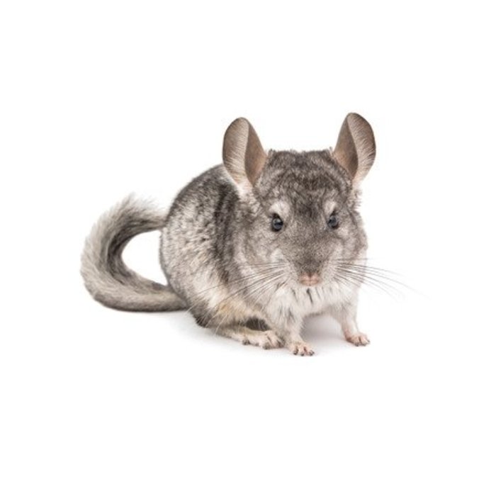 Chinchilla Grijs GN-Code:0106 19 00