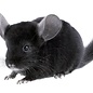 Chinchilla Noir GN-Code:0106 19 00