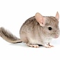 Chinchilla Beige