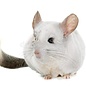 Chinchilla Blanc GN-Code:0106 19 00