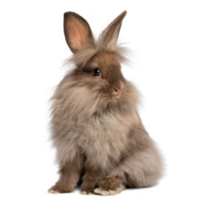 Lapin Nain Lion couple GN-Code:0106 14 10