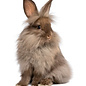 Lapin Nain Lion couple GN-Code:0106 14 10