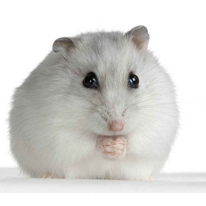 Hamster Nain Russe Blanc GN-Code:0106 19 00