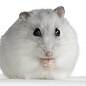 Hamster Nain Russe Blanc GN-Code:0106 19 00