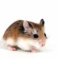 Roberovski Hamster GN-Code:0106 19 00