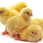 Eendagshaantjes "Kiezebrink"- 10 kg Doos