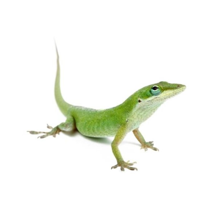 Anolis Carolinensis