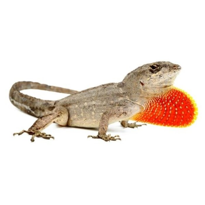 Anolis Sagrei