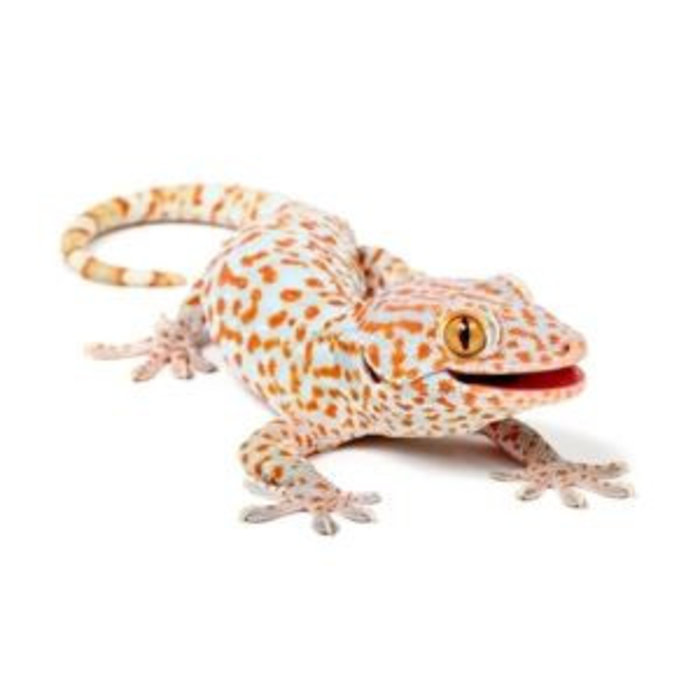 Gecko Gecko