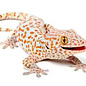 Gecko Gecko