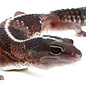 Hemitheconyx caudicinctus, stripe